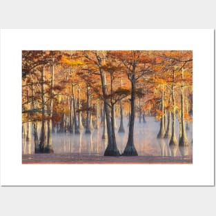 Cypress trees in Fall Colors Posters and Art